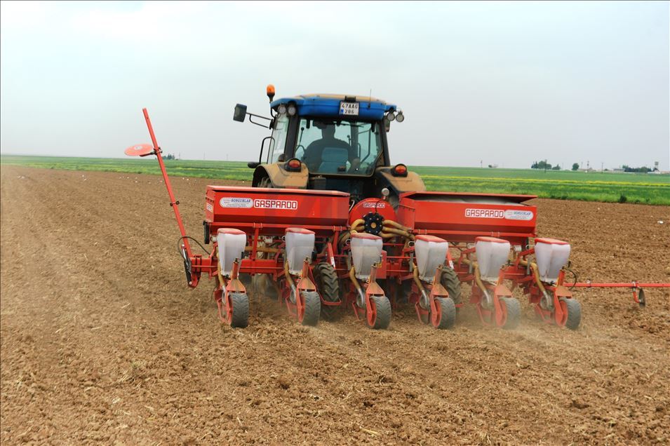 GAP'ta pamuk ekimi başladı