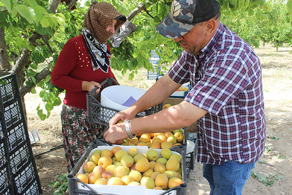 Manisa'da kayısı hasadı