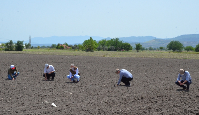 Kırkağaç'ta kavun ekimi başladı