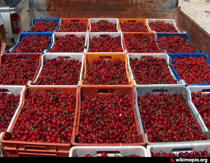 Kirazda bu yıl rekolte ve kalite iyi