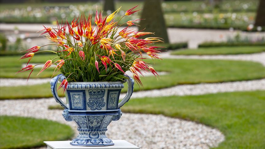 "İstanbul lalesi"yüzyıllar sonrası vatanında