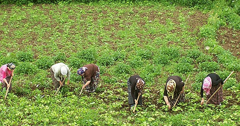 Ülke genelinde azalırken Manisa'da tarım alanı arttı