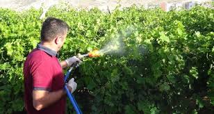 Bağlarda ilaçlama başladı