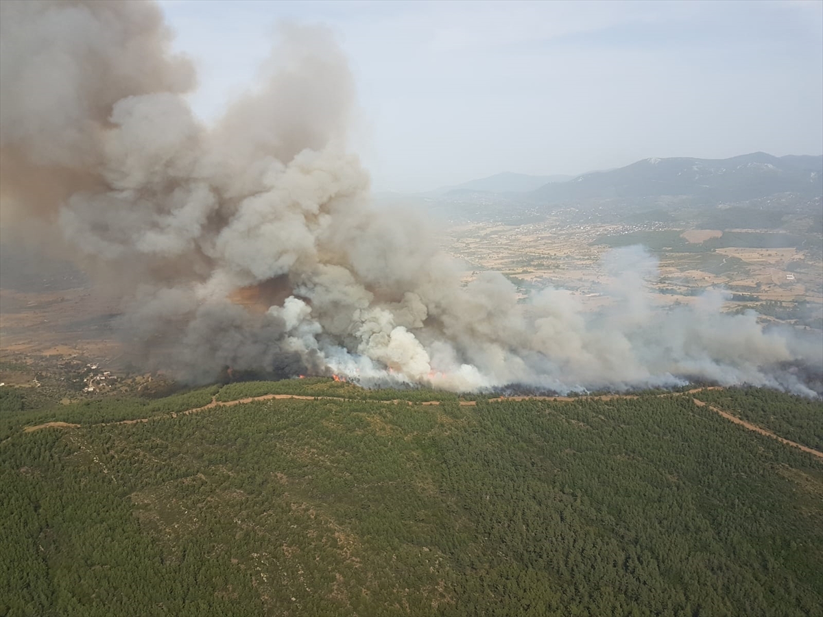 Muğla'da orman yangını