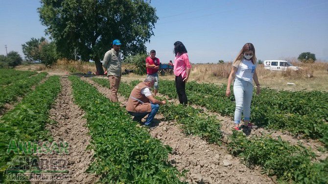 Akhisar'da uygulamalı sebze üretimi