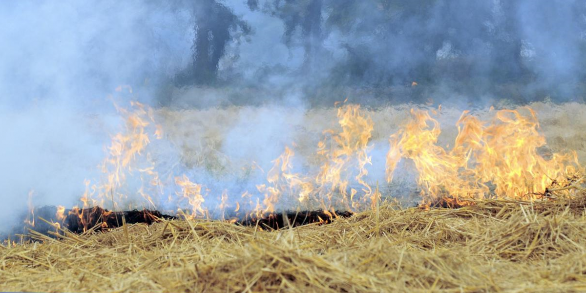 Manisa'da anız yakmak yasaklandı