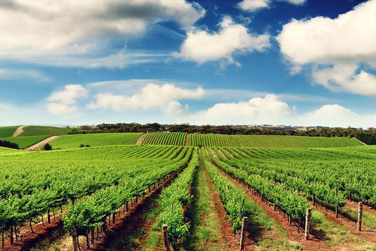Tarım sektörü pandemiden olumsuz etkilenmedi