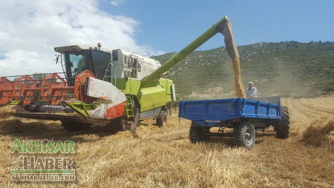 Akhisar'da buğday hasadı