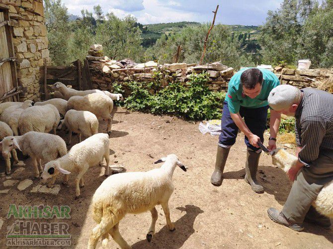 Hayvanların aşılaması başladı