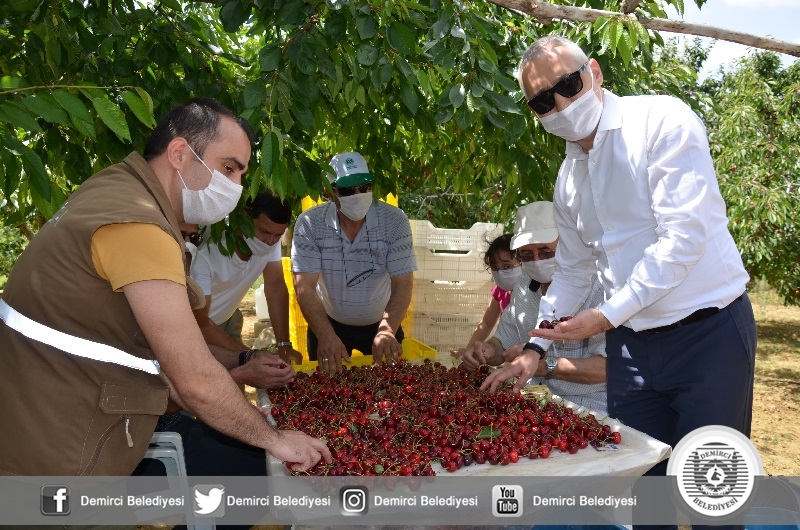Demirci kirazında hasat sevinci