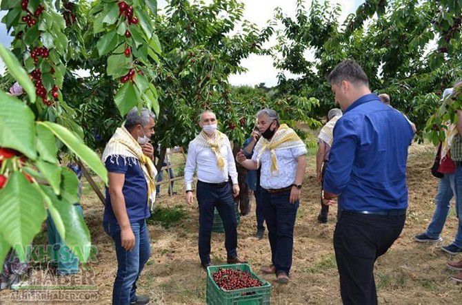 Akhisar'da kiraz üretimi