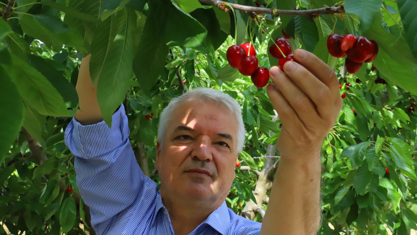 Başkan Bilgin,üretici ile birlikte kiraz topladı