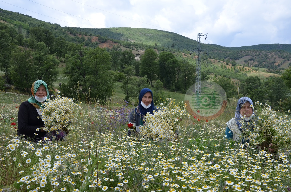 Geçim kaynağı papatya
