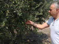 Bakırlıoğlu'dan :Zeytinde bakteriyel 'leprası' yanık uyarısı