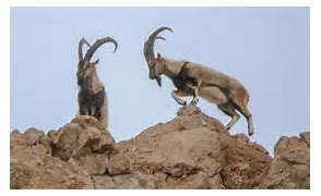 Hayvan katliamı avı iptal edildi