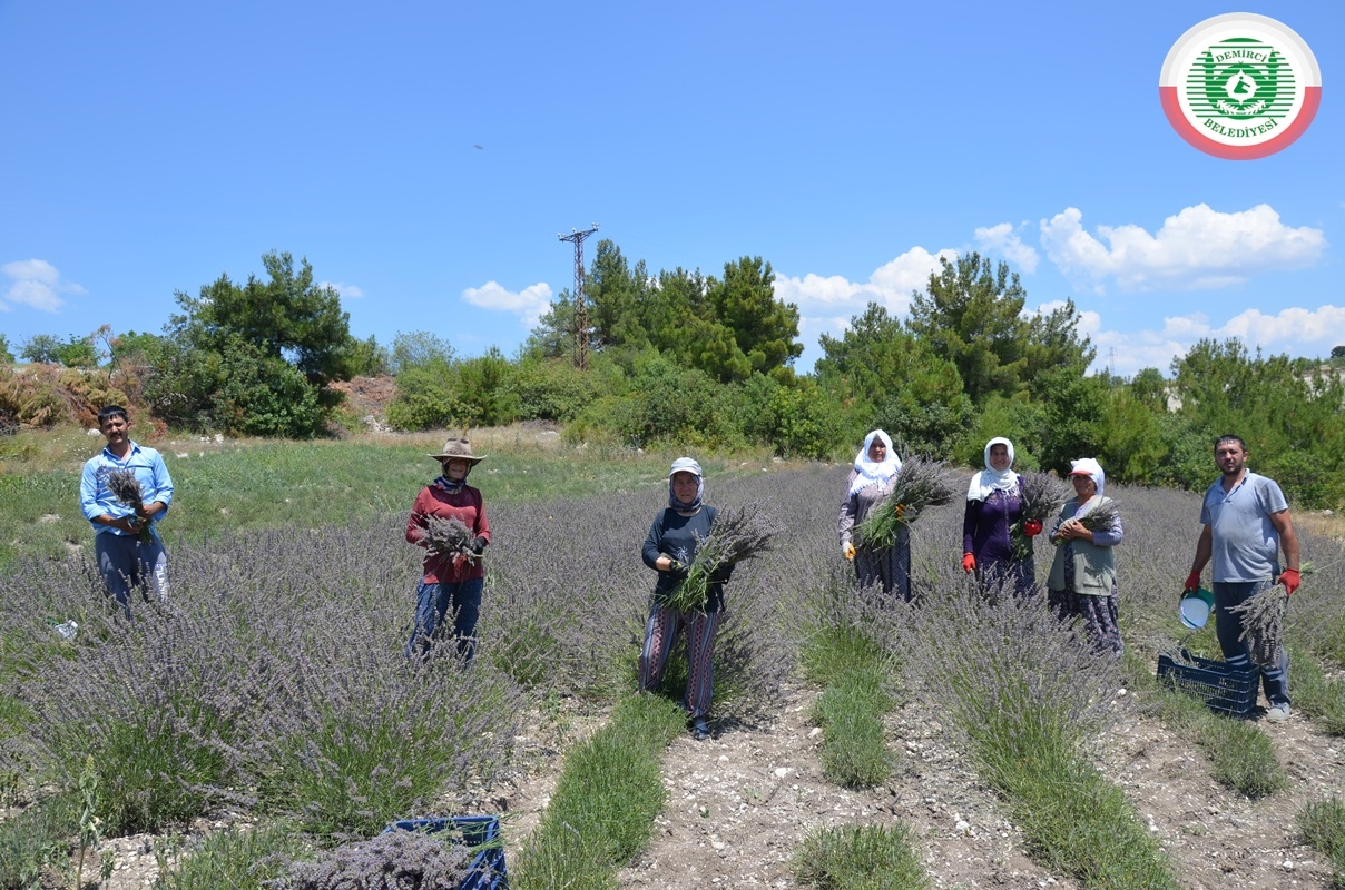 Demircide lavanta hasadı