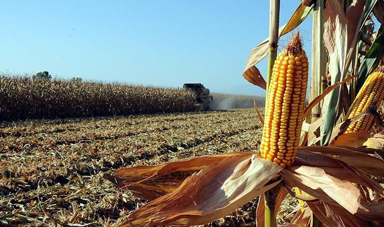Mısır alım fiyatı açıklandı