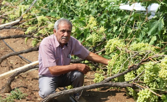 Manisa'da bağlarda yağmur zararı
