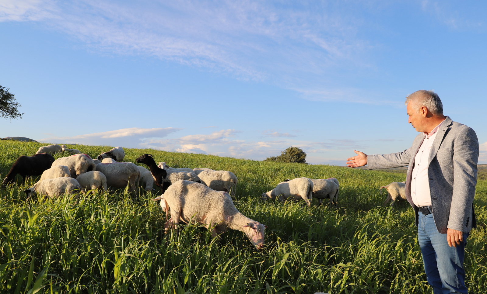Hayvan üreticilerine belediye desteği
