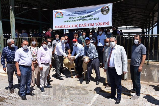 Damızlık 77 koç dağıtıldı