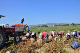 Manisa'da çiftçi sayısı 48.235 kişiden 42.620 kişiye,düştü