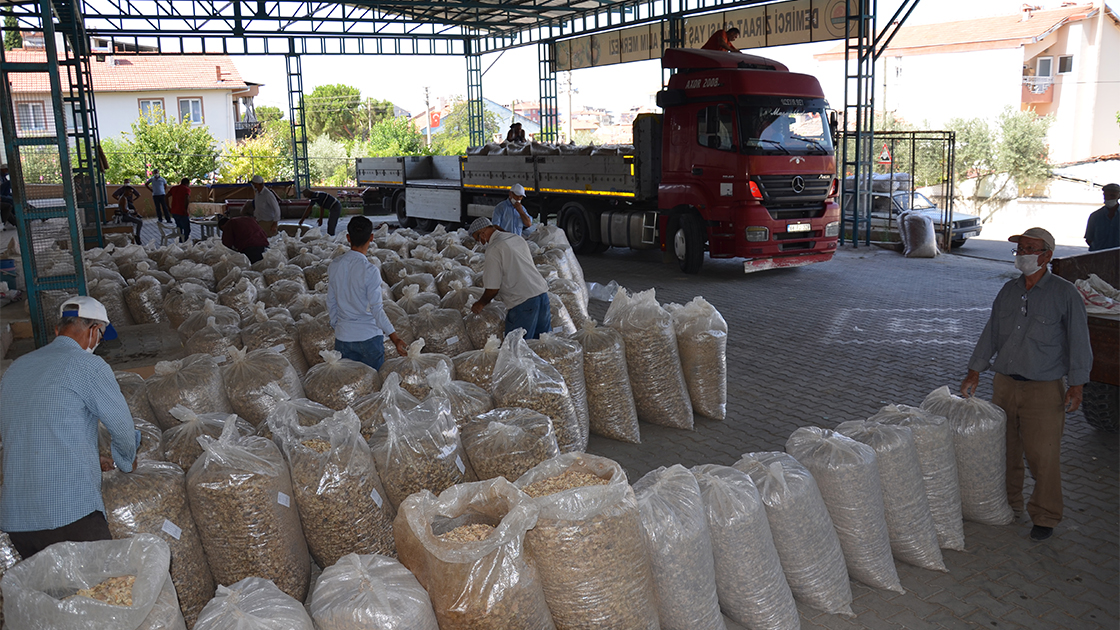 Haşhaş üreticisi ürünlerini teslim ediyor