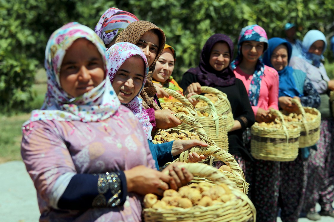 Aydın'da incir hasadı