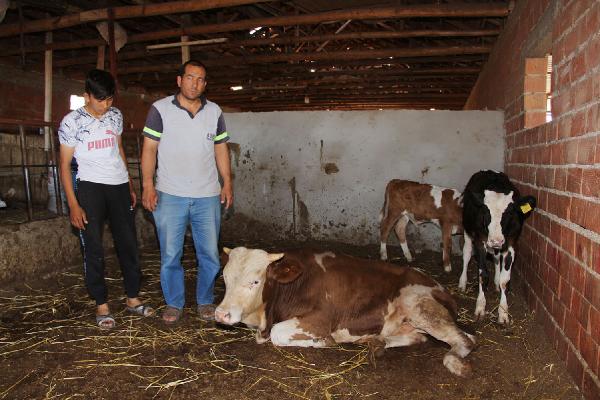 Manisa'daki hayvan telefleri korkuttu!