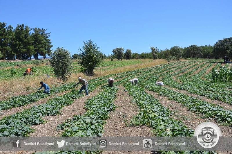 Demici'de mısır ve salatalık hasadı başladı