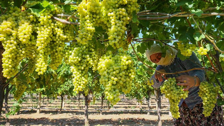 Üzüm bugün fiyatı açıklanıyor.