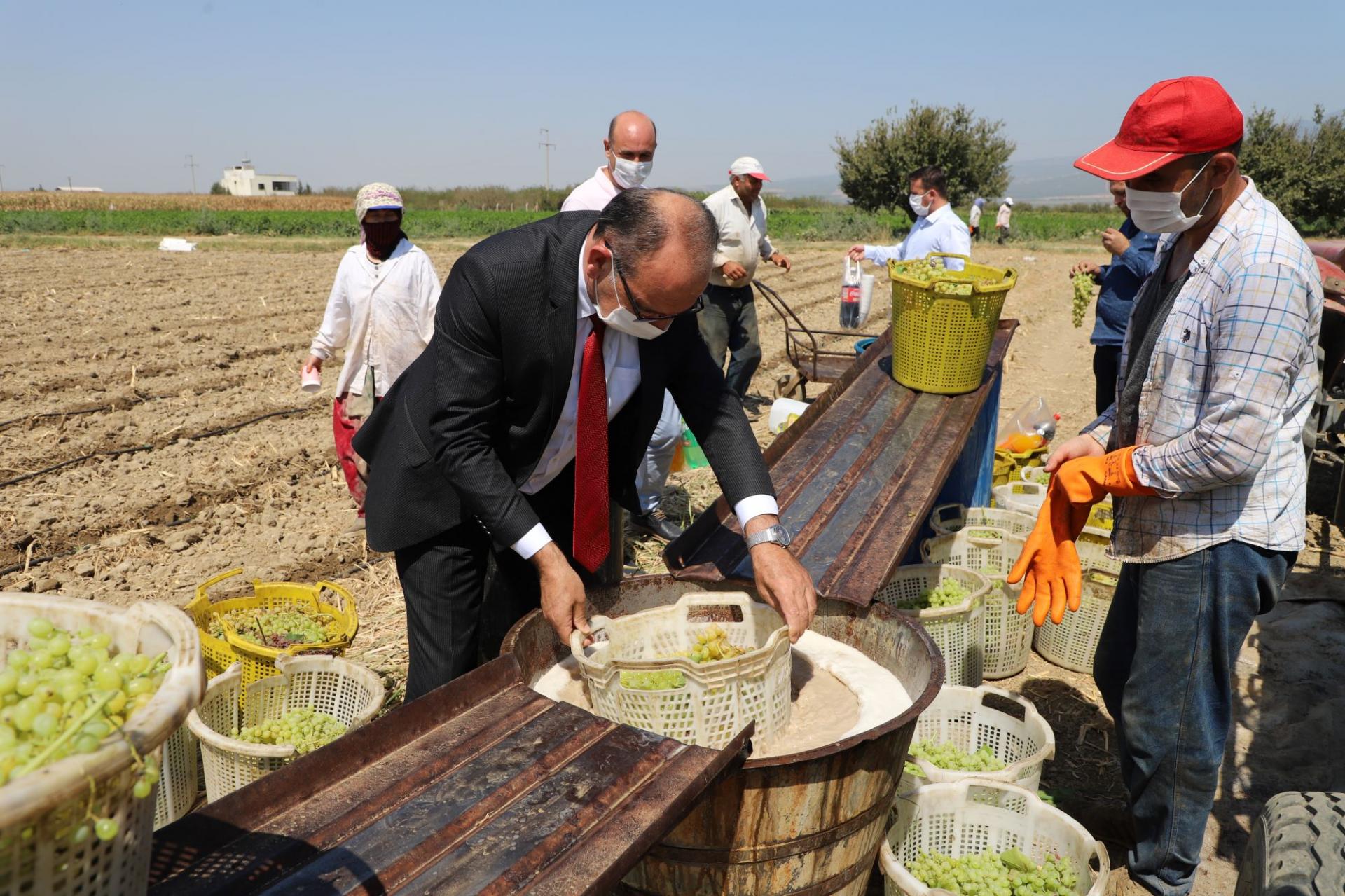 Akın,üzüm kesti,üreticileri dinledi