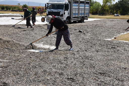 Demirci. kırkağaç, kula, saruhanlı, soma ayçiçeği üretimi