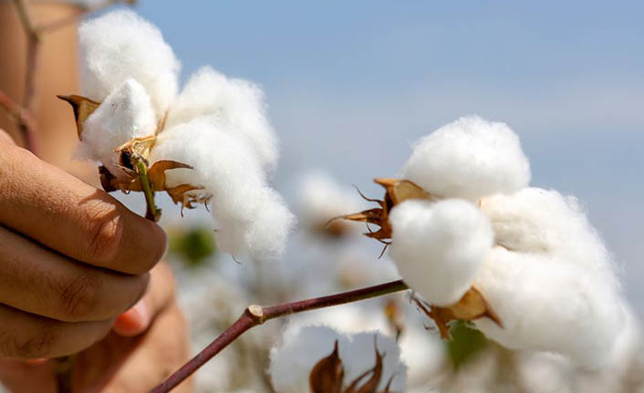 Pamuk üreticisinde fiyat beklentisi