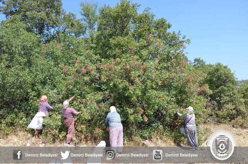 Kilosu 15 liradan satılan Çitlembik rekoltesi 350 bin ton