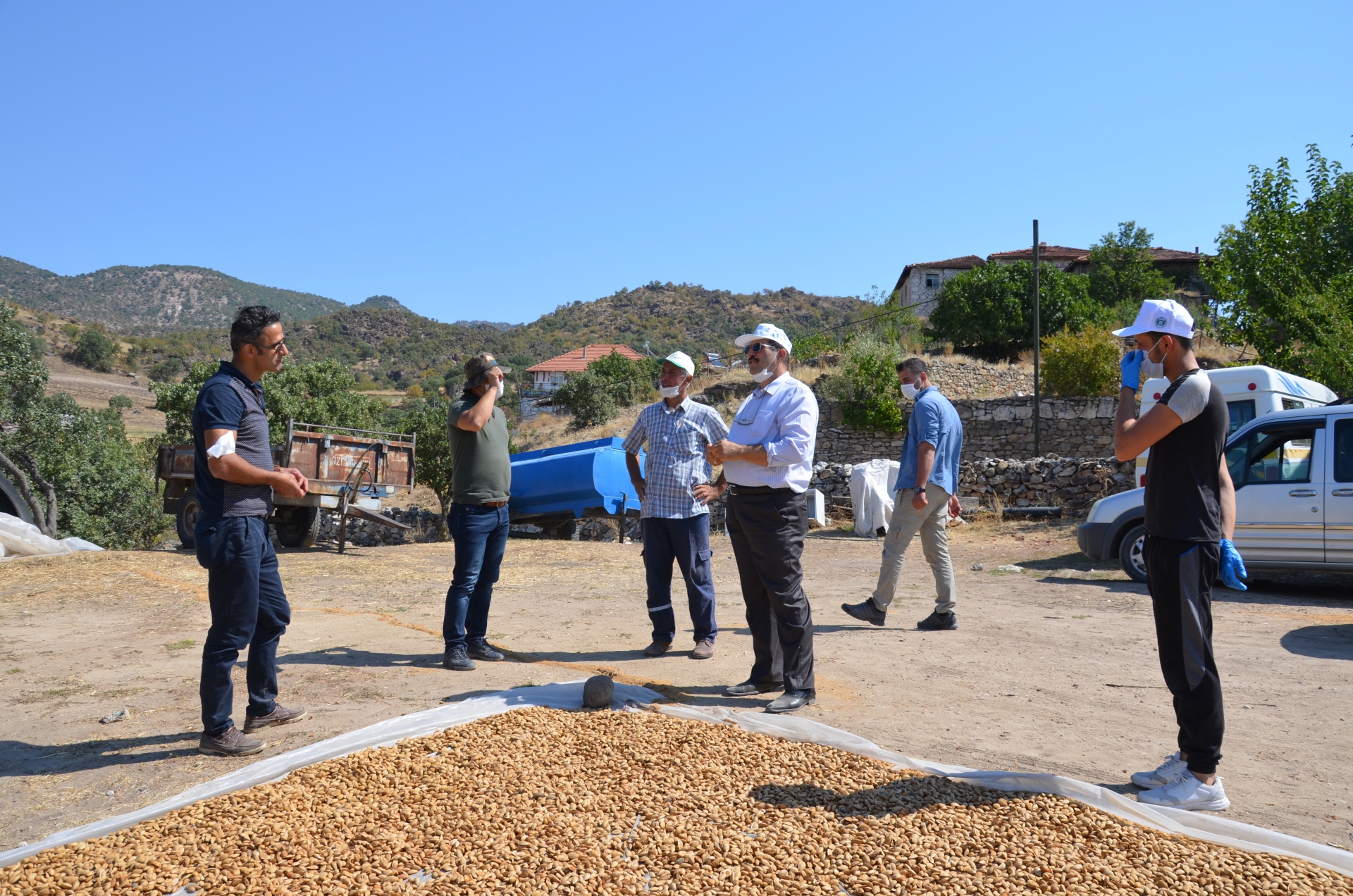 Demirci'de badem hasadı sürüyor