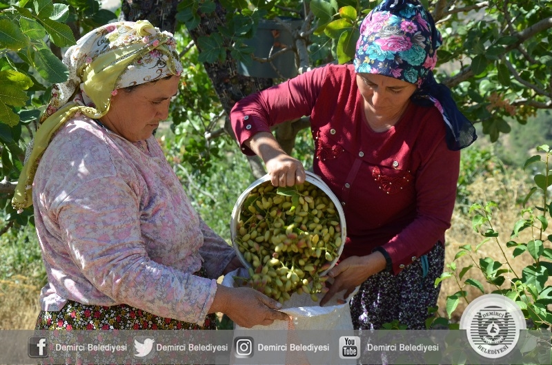 Demirci'de Antep fıstığı hasadı başladı