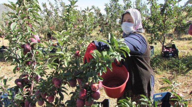Elma hasadı başladı