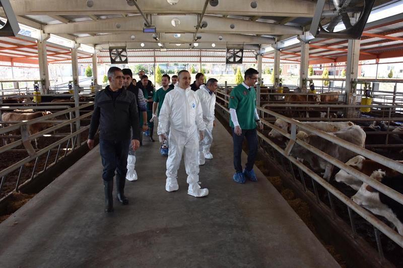 Büyükbaş hayvanlara şap aşısı