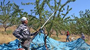 Badem hasadı başladı