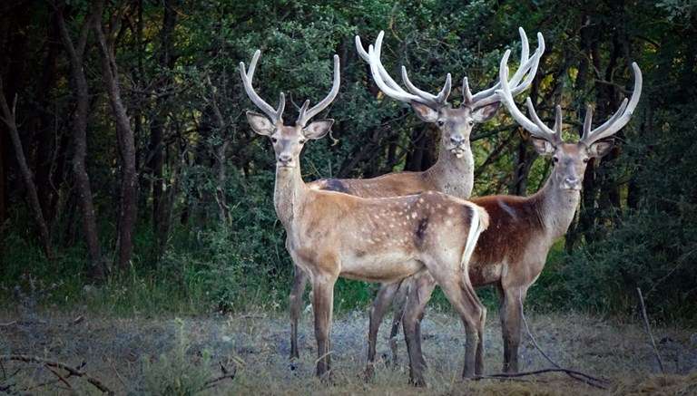 230 sivil toplum kuruluşundan çağrı:Avcılık yasaklansın,