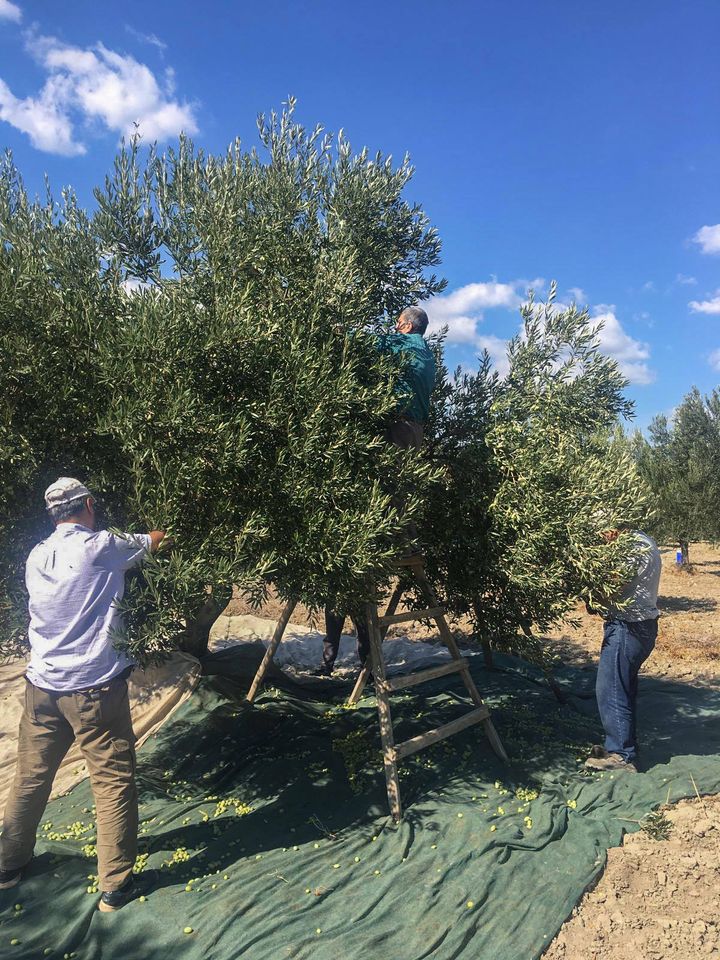 Akhisar'da zeytin hasadı
