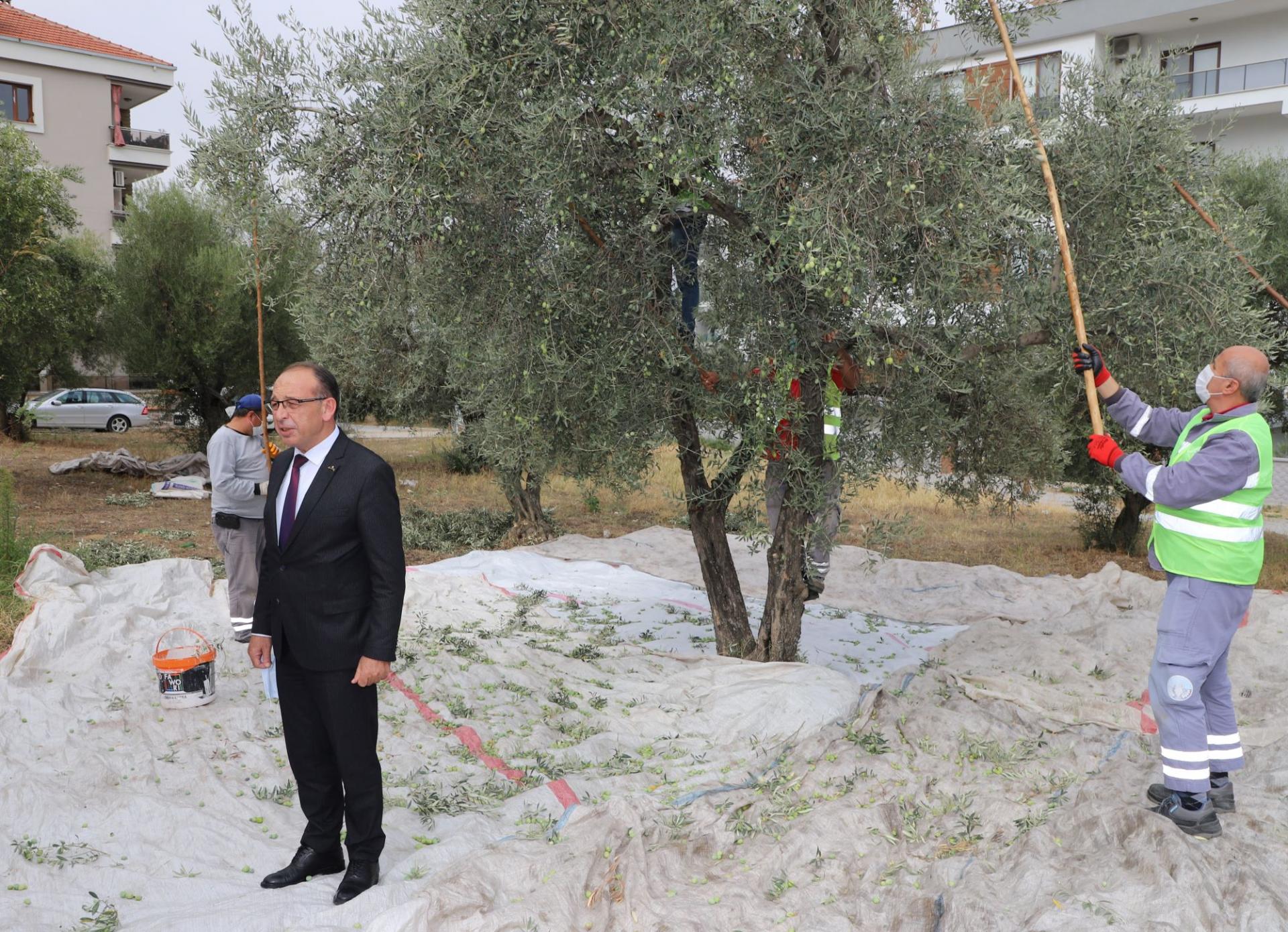 Konsey raporu açıklandı:Manisa'da ağaç başı zeytin üretimi 15.8'e çıktı