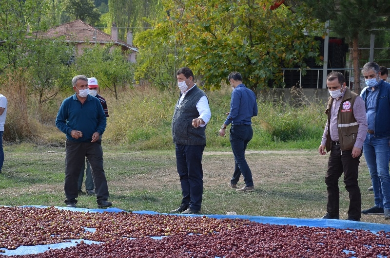 Demirci'de hünnap hasadına başlandı.