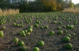 Yargıtay'dan göz hakkı 'hırsızlık' sayıldı