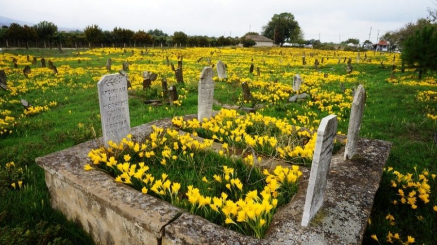 Mezarlığı sarı zambaklar süsledi