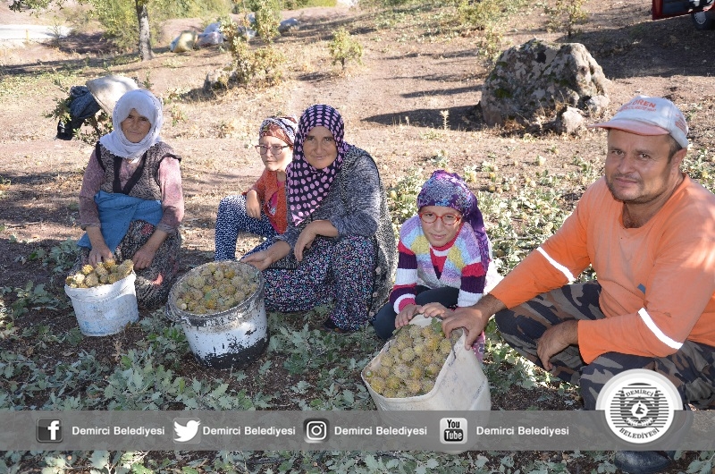 Meşe palamudu zamlandı,üreticinin yüzü güldü