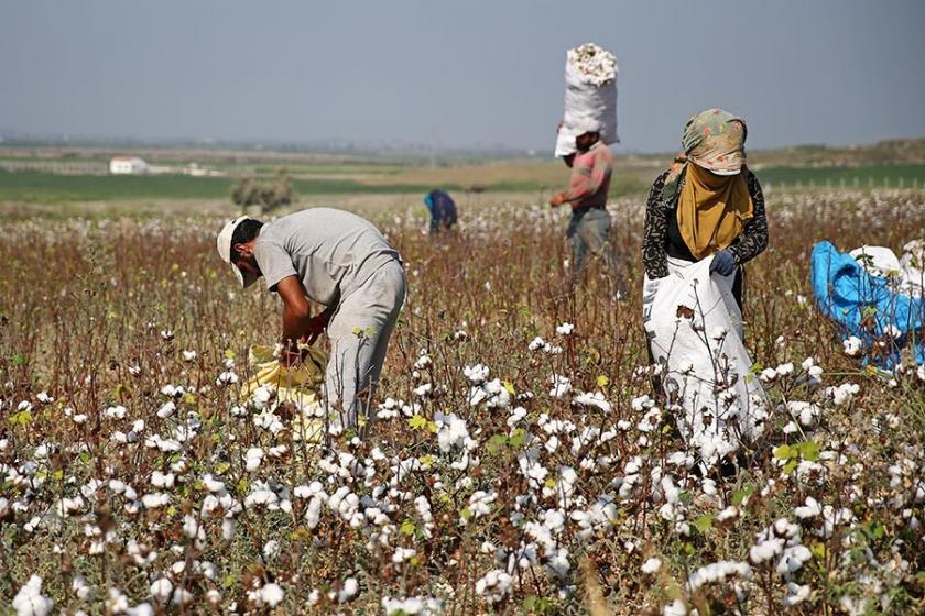 Pamuk hasadı başladı,üretici 6 lira istiyor