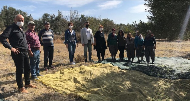 CHP'liler üreticilerle zeytin topladı