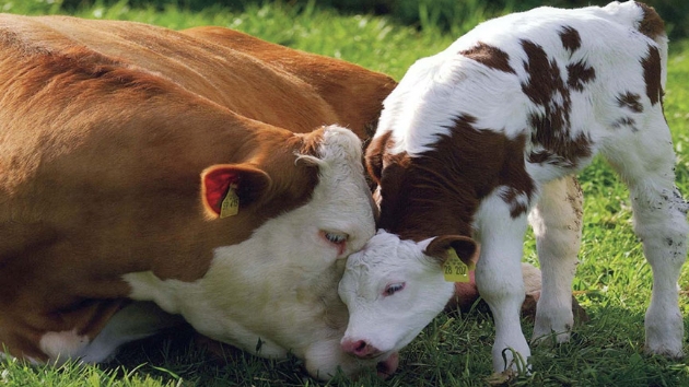 Demirci'den 1369 üretici yararlanacak