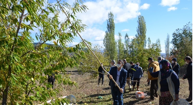 Demirci'de kestane hasat başladı.
